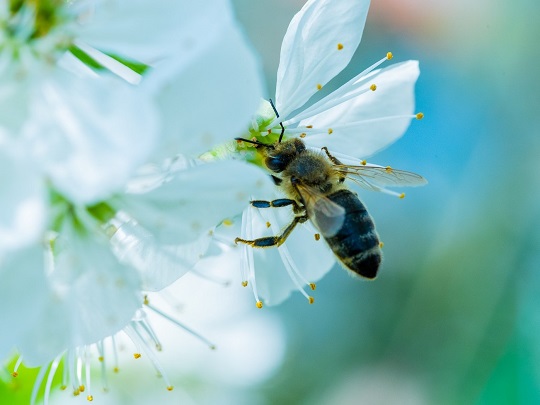 Biene auf Zwetschkenblüte Foto Rainer Rathmayr